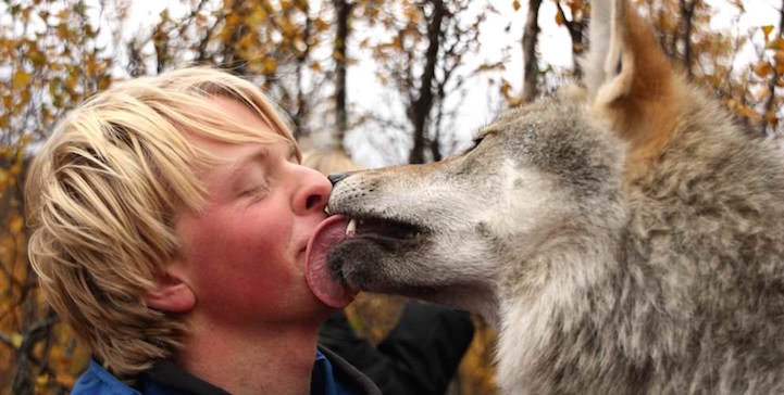Noruega Norway Polar Park lobo wolf