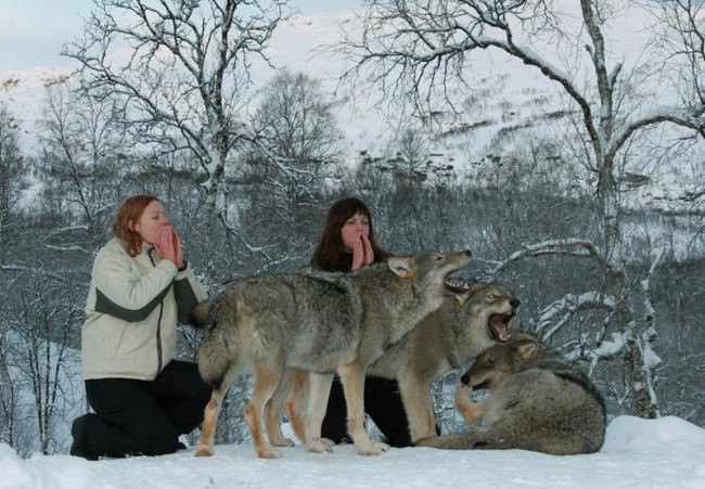 Noruega Norway Polar Park lobo wolf2