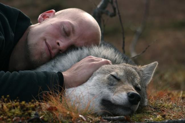 Noruega Norway Polar Park lobo wolf3
