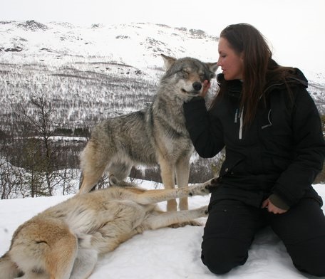 Noruega Norway Polar Park lobo wolf4