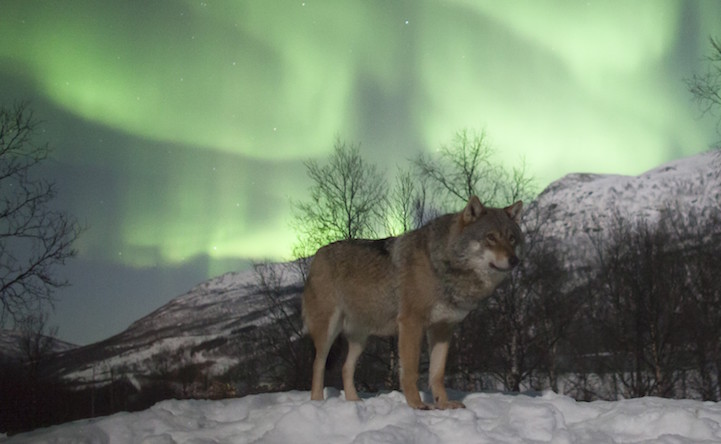 Noruega Norway Polar Park lobo wolf5