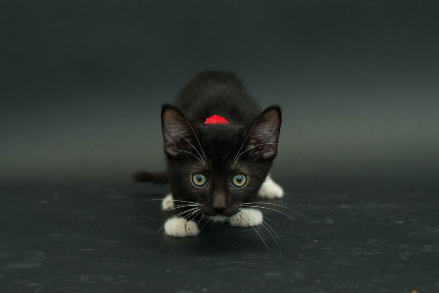 imogenthekitten gato cat Cultura Inquieta