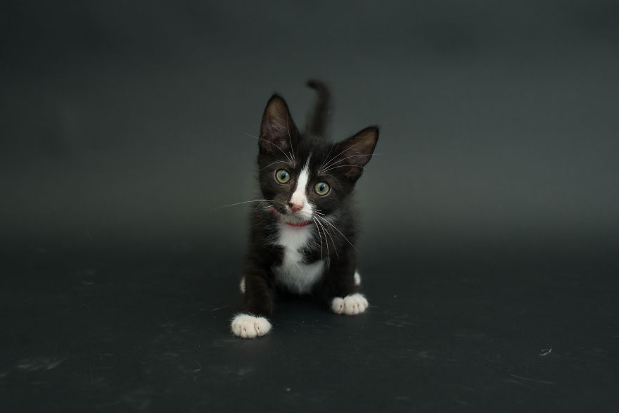 imogenthekitten gato cat Cultura Inquieta4