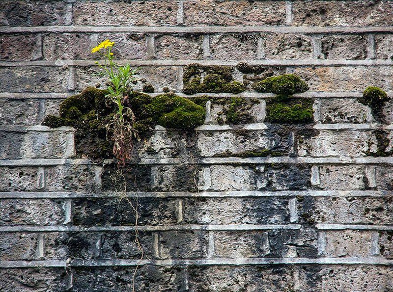 planta roots raiz Cultura Inquieta13