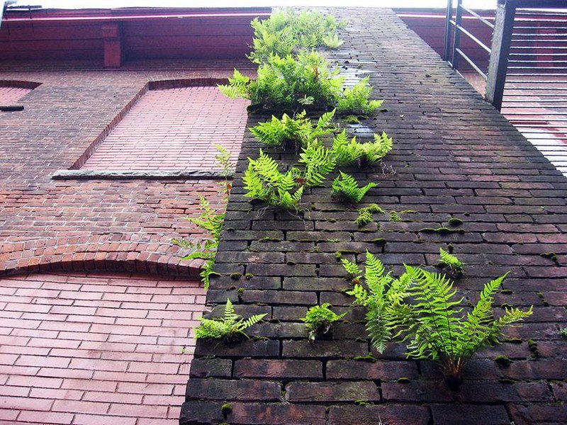 planta roots raiz Cultura Inquieta14