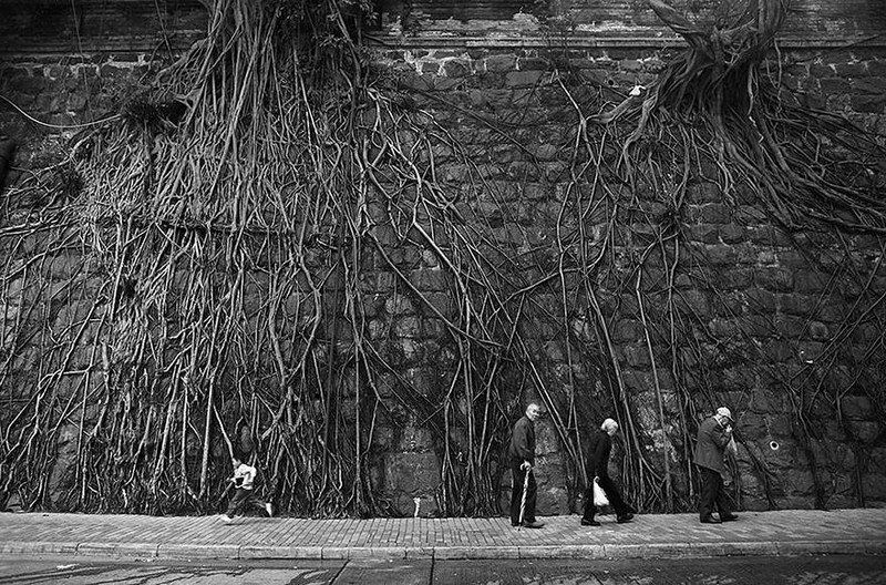 planta roots raiz Cultura Inquieta15