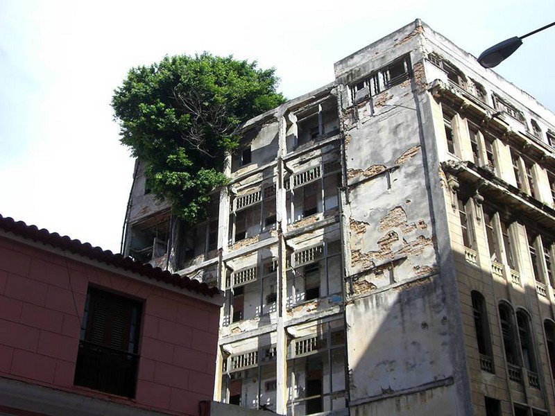 planta roots raiz Cultura Inquieta24