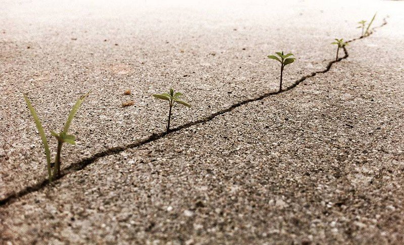 planta roots raiz Cultura Inquieta6