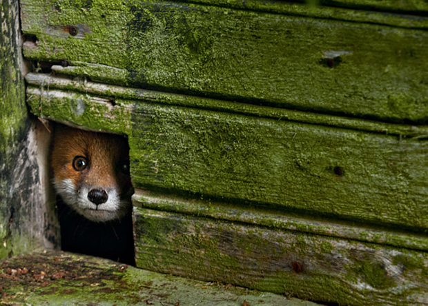 Kai Fagerstrom animales salvajes fotografia