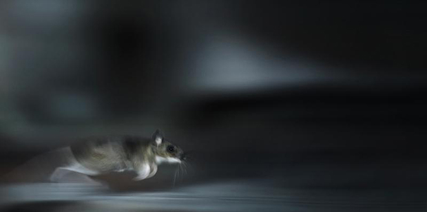 Kai Fagerstrom animales salvajes fotografia10