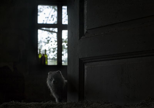Kai Fagerstrom animales salvajes fotografia12