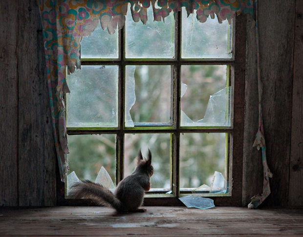 Kai Fagerstrom animales salvajes fotografia3