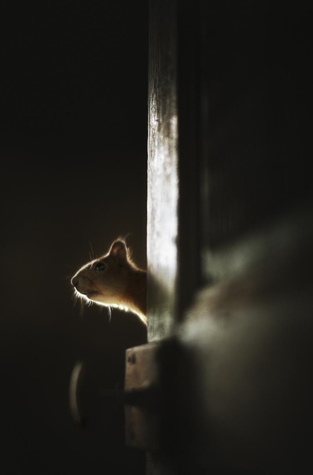 Kai Fagerstrom animales salvajes fotografia7