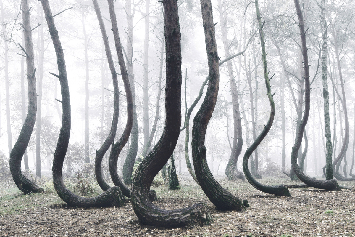 Kilian Schonberger Cultura Inquieta forest bosque