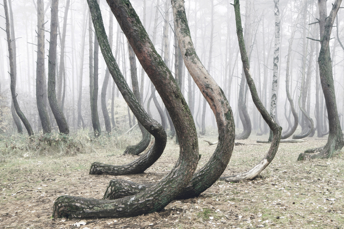 Kilian Schonberger Cultura Inquieta forest bosque2