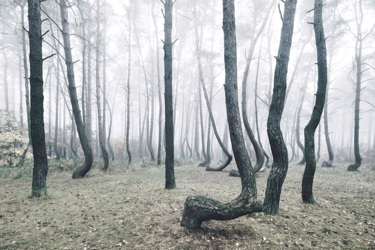 Kilian Schonberger Cultura Inquieta forest bosque3