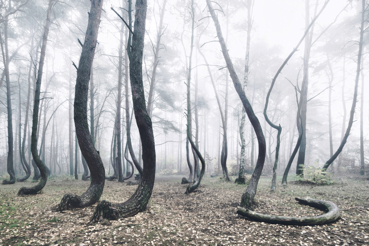Kilian Schonberger Cultura Inquieta forest bosque4