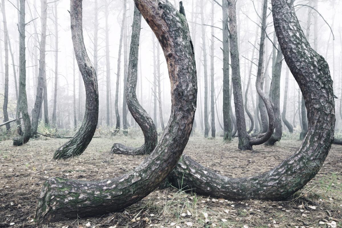 Kilian Schonberger Cultura Inquieta forest bosque5