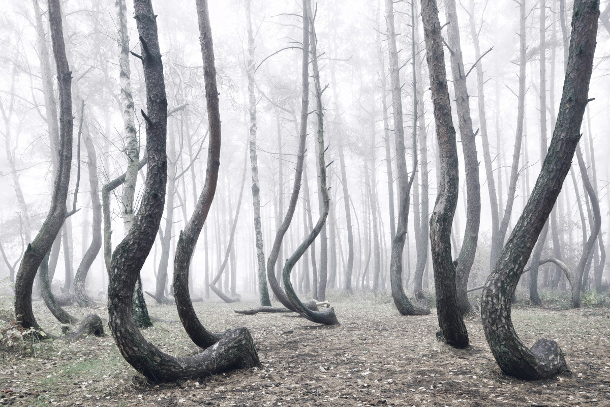 Kilian Schonberger Cultura Inquieta forest bosque6