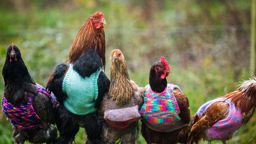 Nicola Congdon freezing chicken sweater