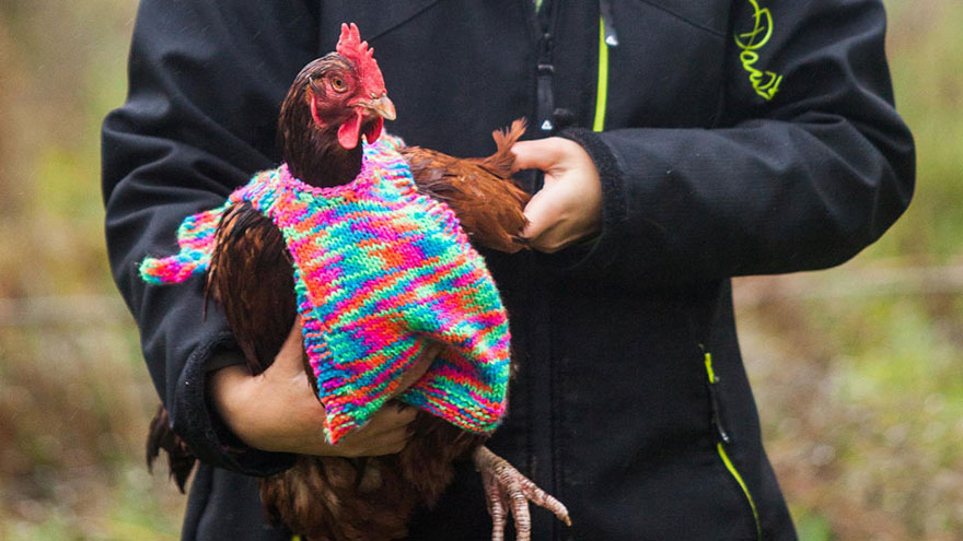 Nicola Congdon freezing chicken sweater2