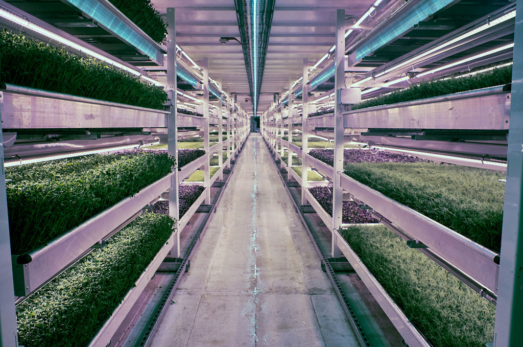 granja hidroponica Hydroponic Farm