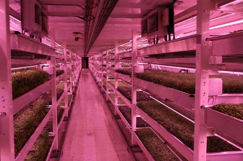 granja hidroponica Hydroponic Farm3