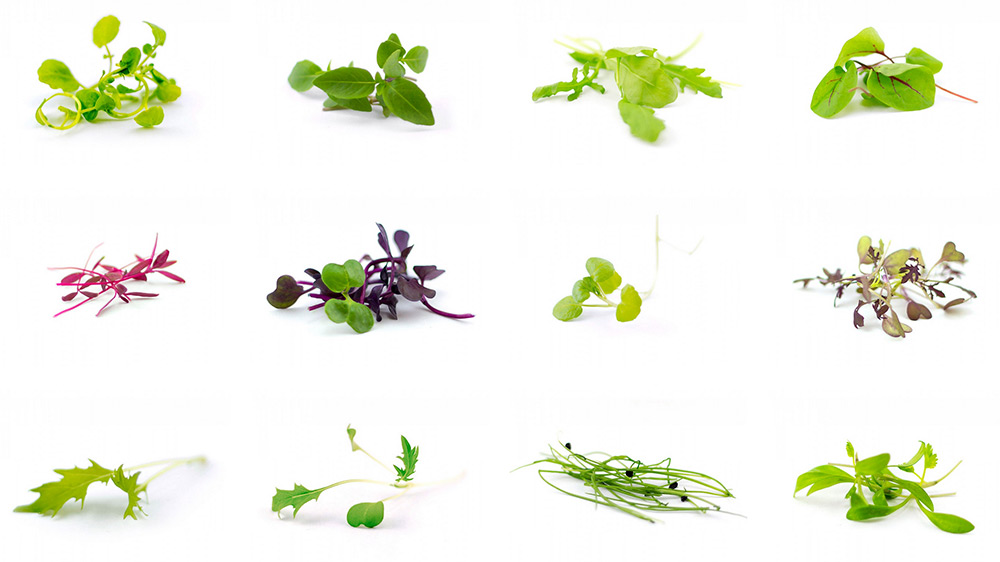 granja hidroponica Hydroponic Farm4