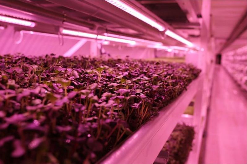 granja hidroponica Hydroponic Farm5