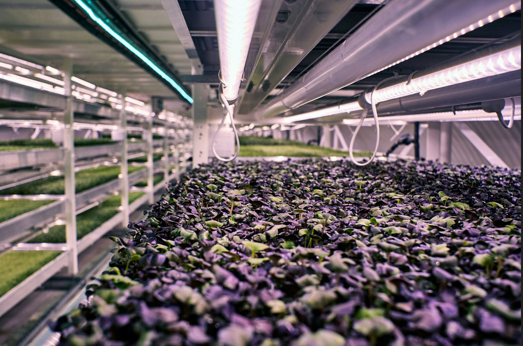 granja hidroponica Hydroponic Farm7