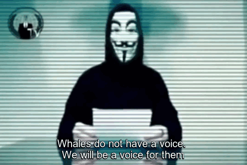 Anonymous whale Iceland2