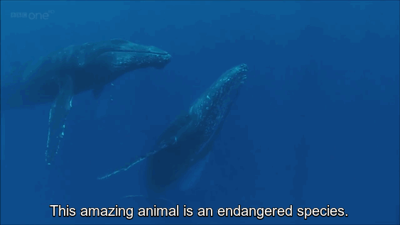 Anonymous whale Iceland3