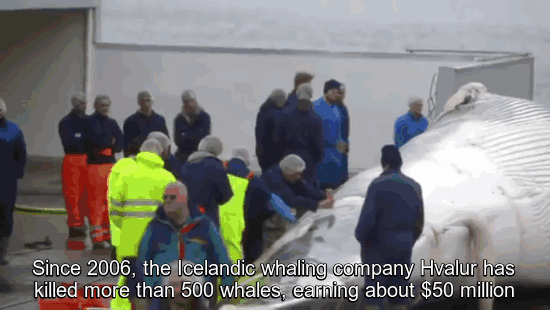 Anonymous whale Iceland4