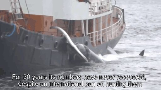 Anonymous whale Iceland6