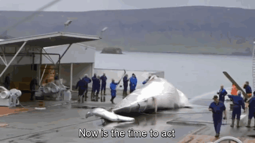 Anonymous whale Iceland7