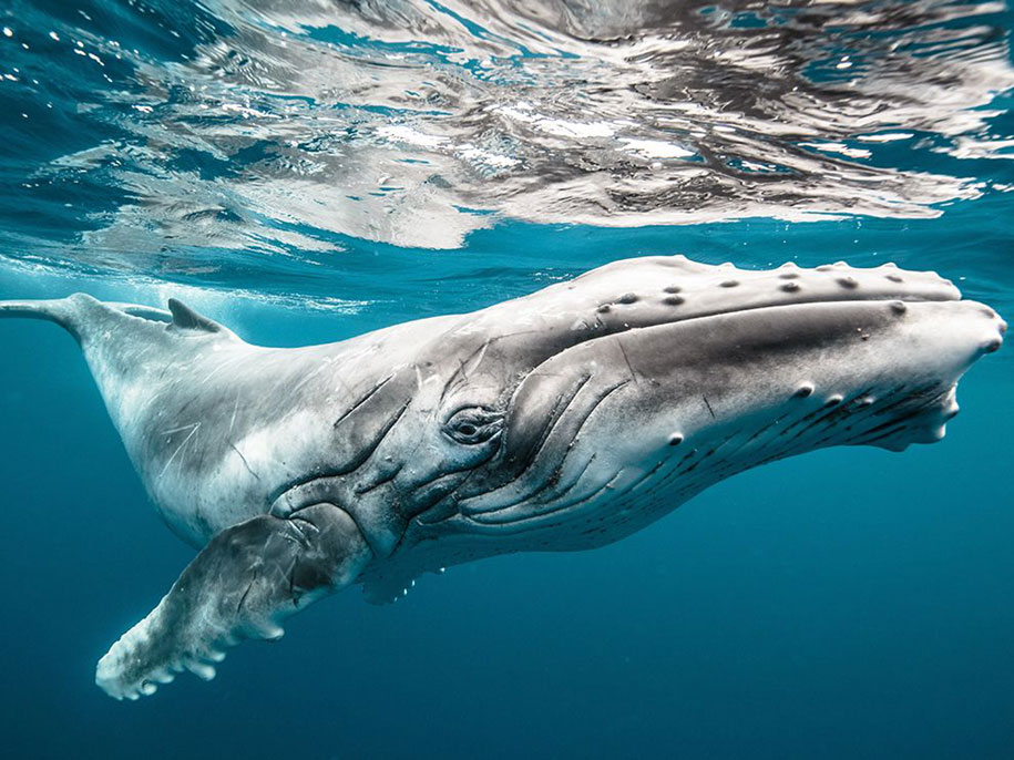 National Geographic best Photos 2015 11