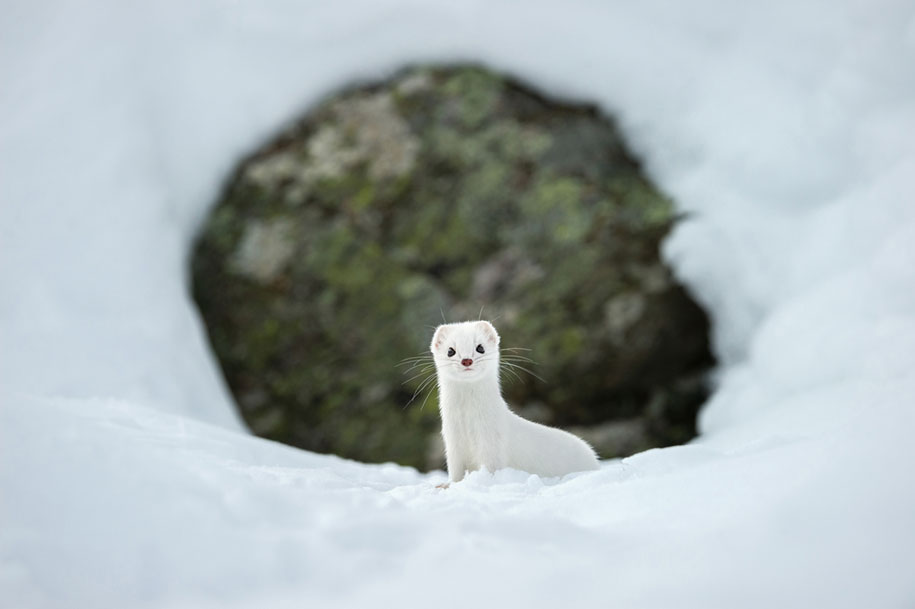 National Geographic best Photos 2015 2