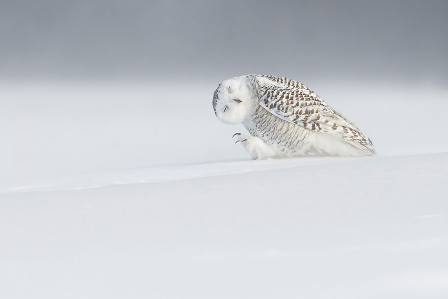 National Geographic best Photos 2015 4