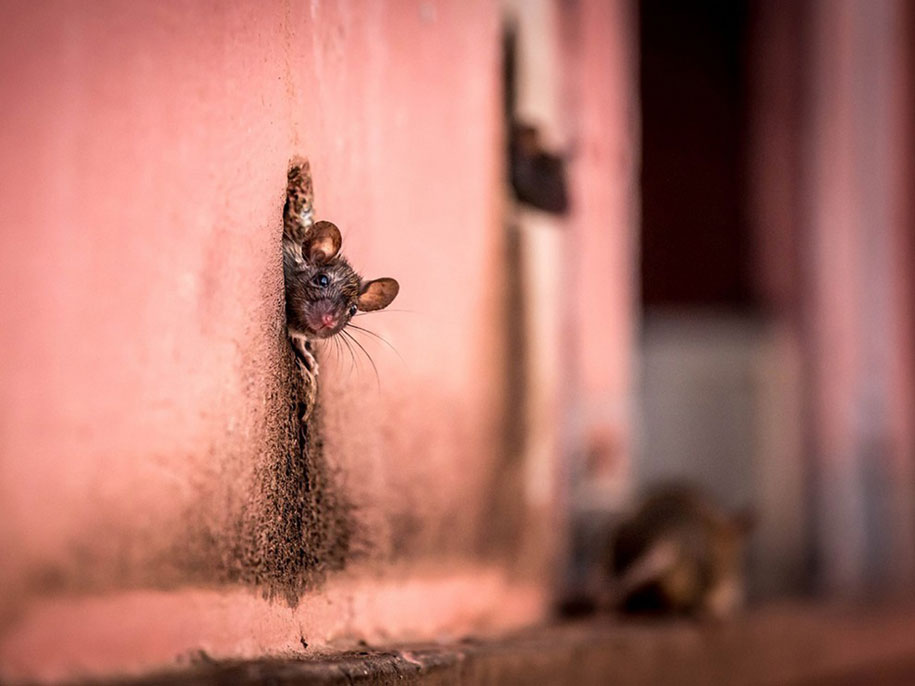 National Geographic best Photos 2015 7