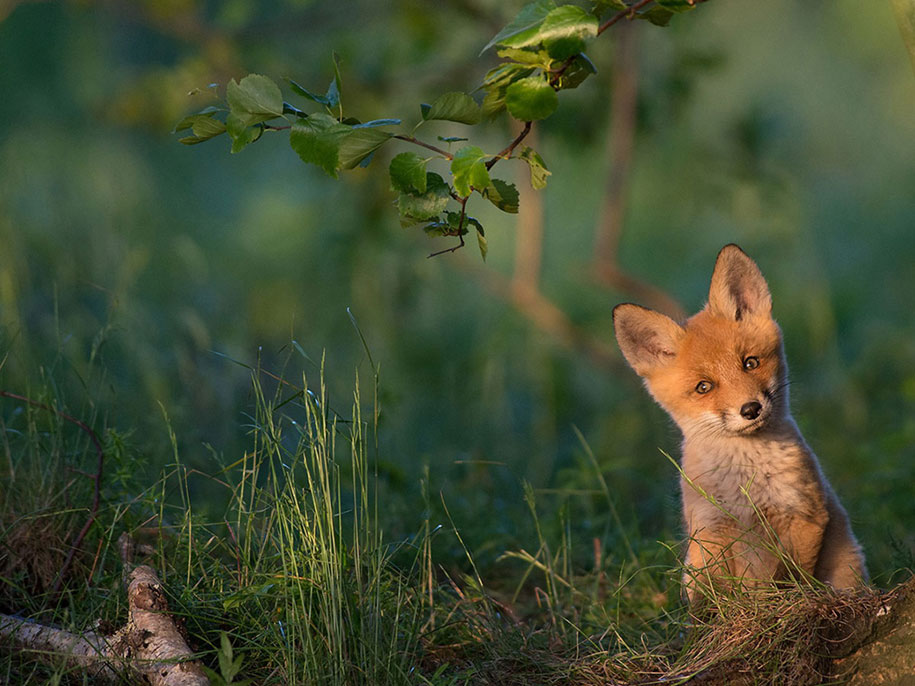 National Geographic best Photos 2015 8