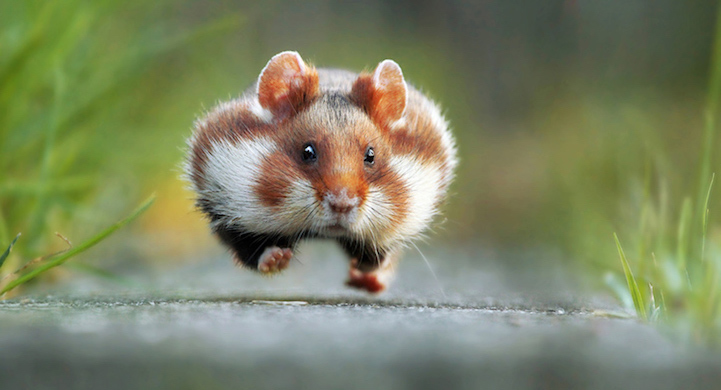 Winners Comedy Wildlife Photography Awards