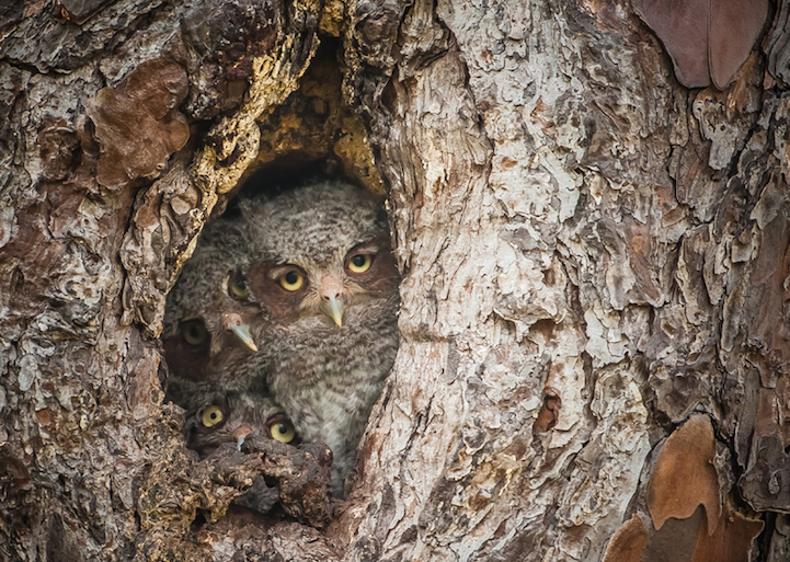 Winners Comedy Wildlife Photography Awards10
