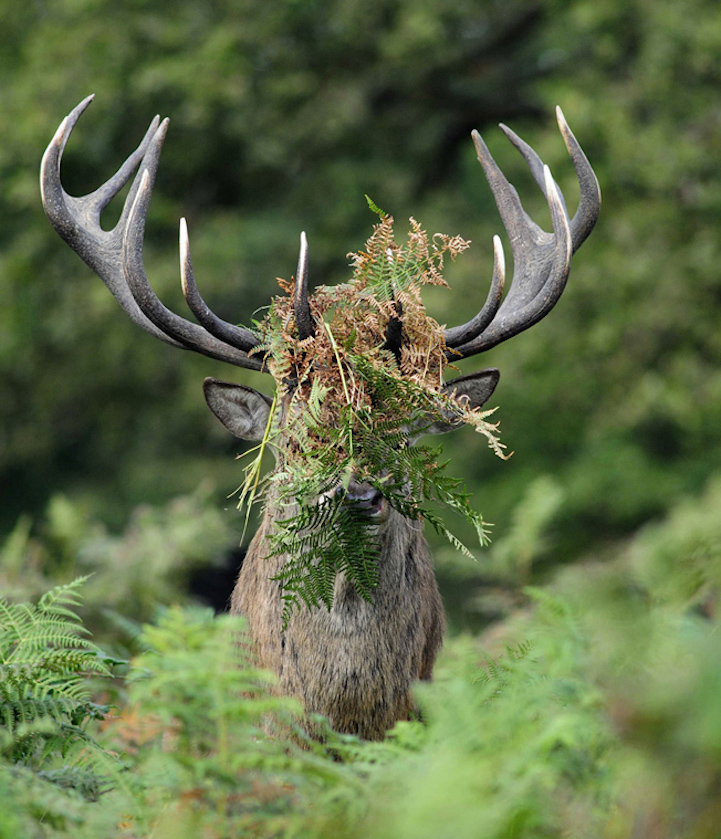 Winners Comedy Wildlife Photography Awards2