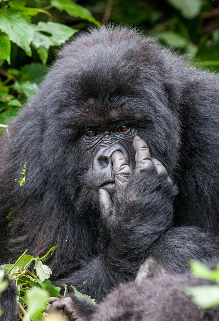 Winners Comedy Wildlife Photography Awards3