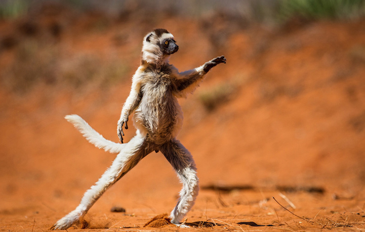 Winners Comedy Wildlife Photography Awards4