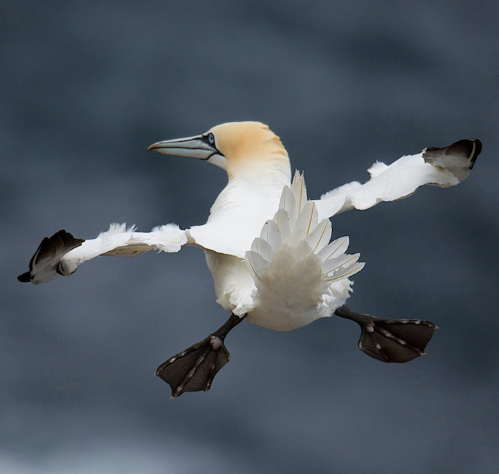 Winners Comedy Wildlife Photography Awards5