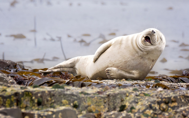Winners Comedy Wildlife Photography Awards6