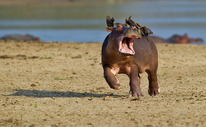 Winners Comedy Wildlife Photography Awards7