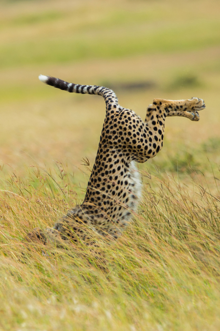 Winners Comedy Wildlife Photography Awards8