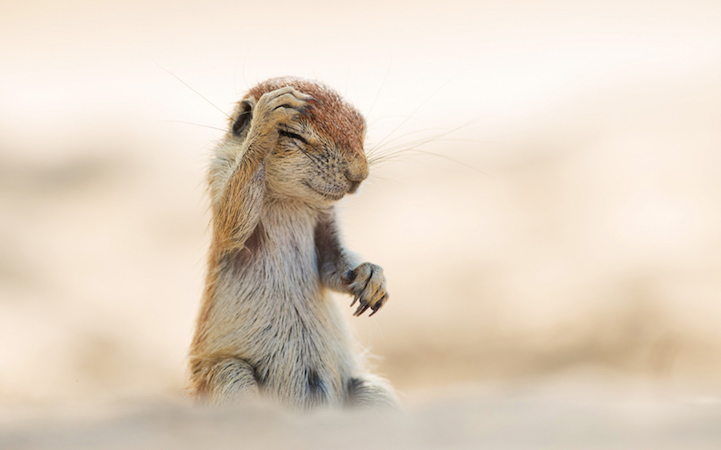 Winners Comedy Wildlife Photography Awards9